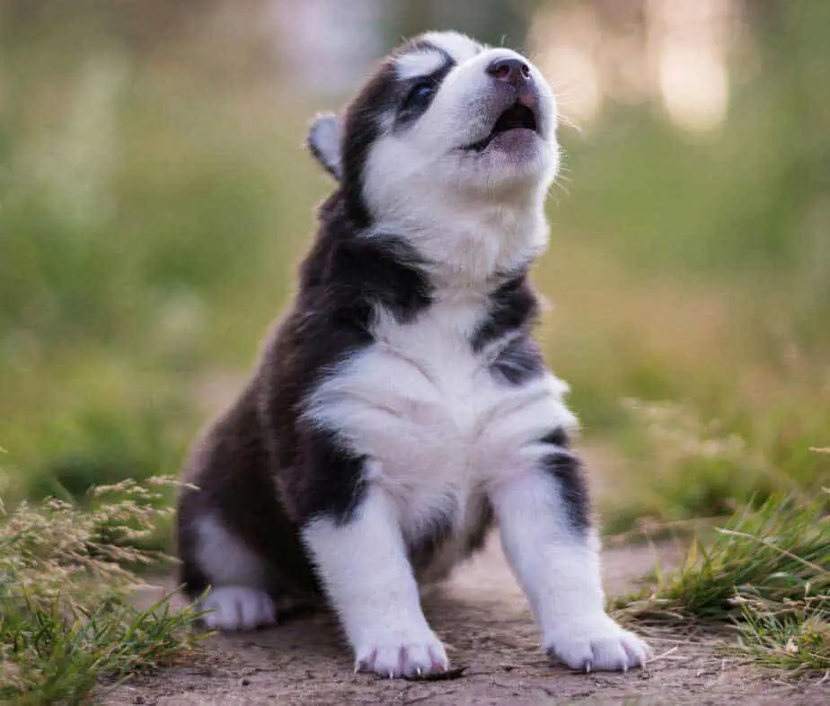 3 month old cute husky puppy in nature howling 