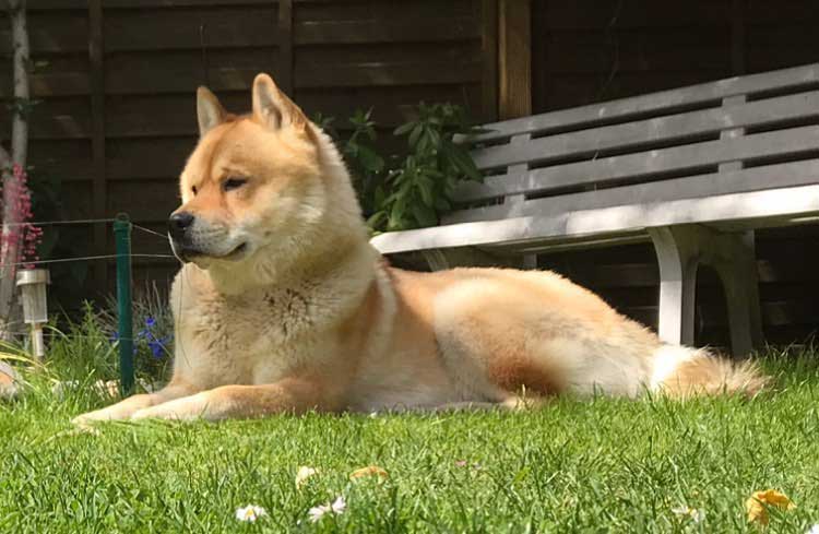 Chow husky mix Chow husky mix breed orange color resting outside on the grass