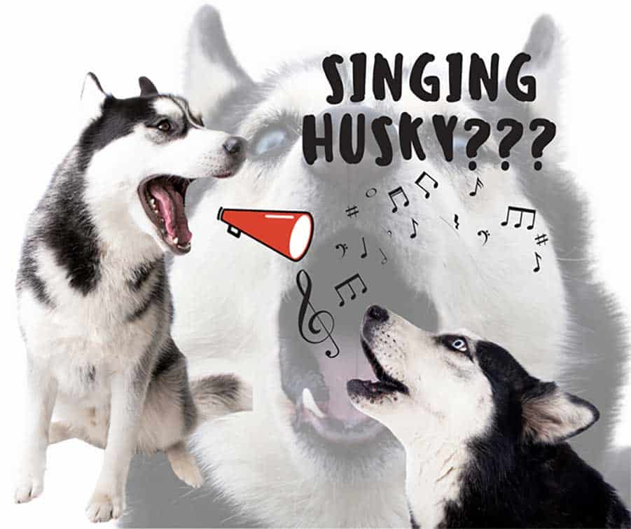 Husky dog vocal two husky being vocal