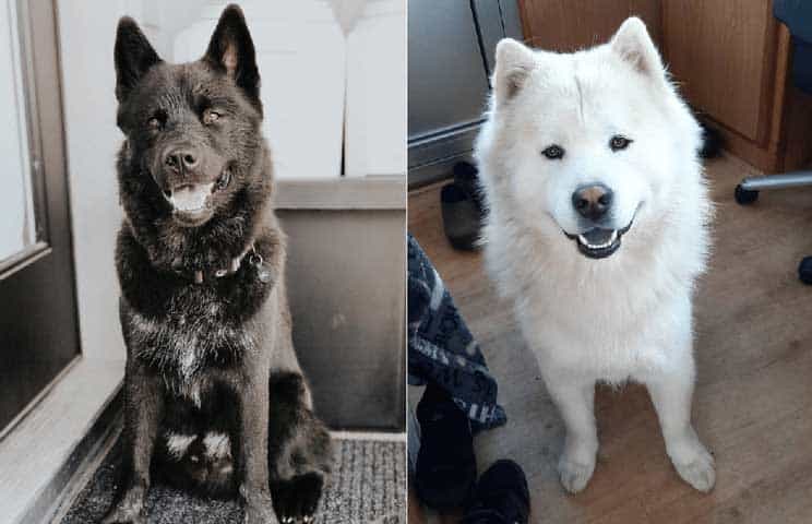 Chow husky mix two different colors (white and black) Black and white chow chow husky mix colage