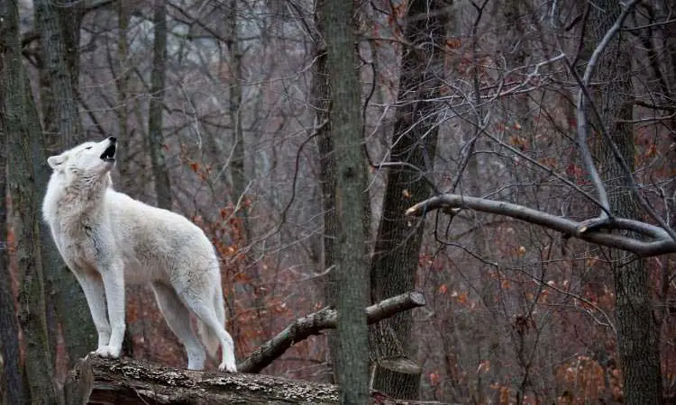 light coated wolf being vocal in the woods