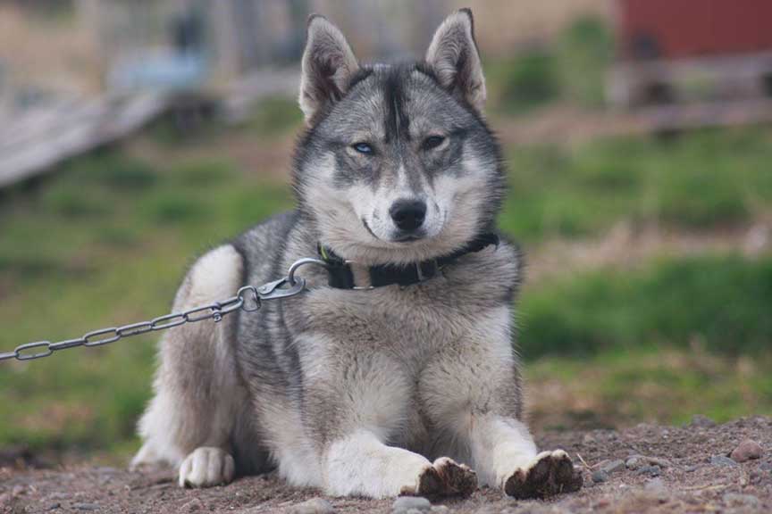Agouti-husky-chained Siberian husky agouti color on the leash lying down on the ground