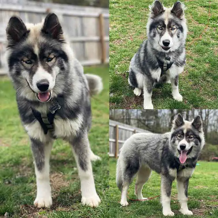 Agouti-husky-puppy-collage Husky puppy agouti color collage