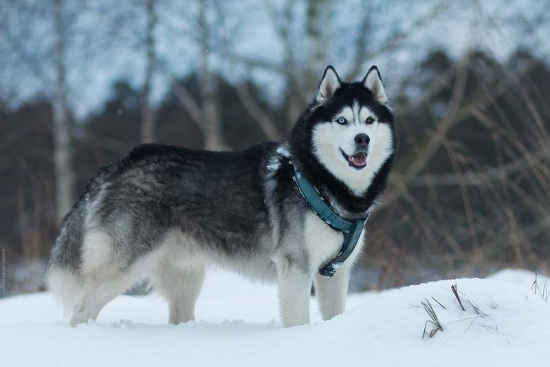 Black and white husky Black and white husky in natural habitat