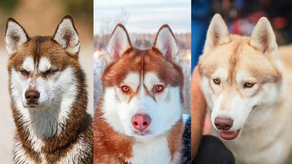 three shades of copper husky color: chocolate copper on the lest, red copper in the center and yellow copper husky on the right side