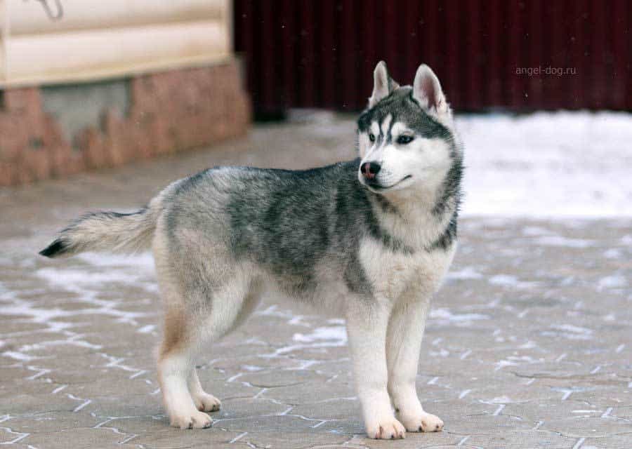Dark grey husky Dark grey almost black husky