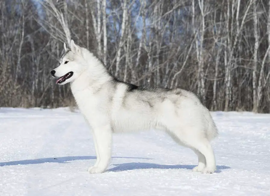 Grey silver husky Grey silver husky stand in snow