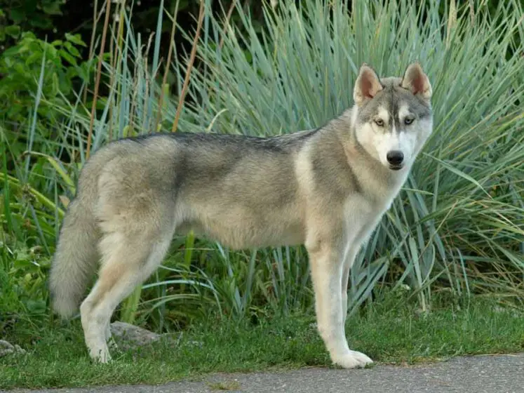 kodiak the grey husky happy nappers