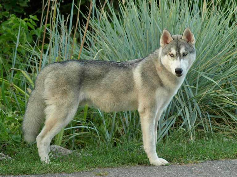 Husky Colors 8 Colors a Siberian Husky’s Coat Can Be
