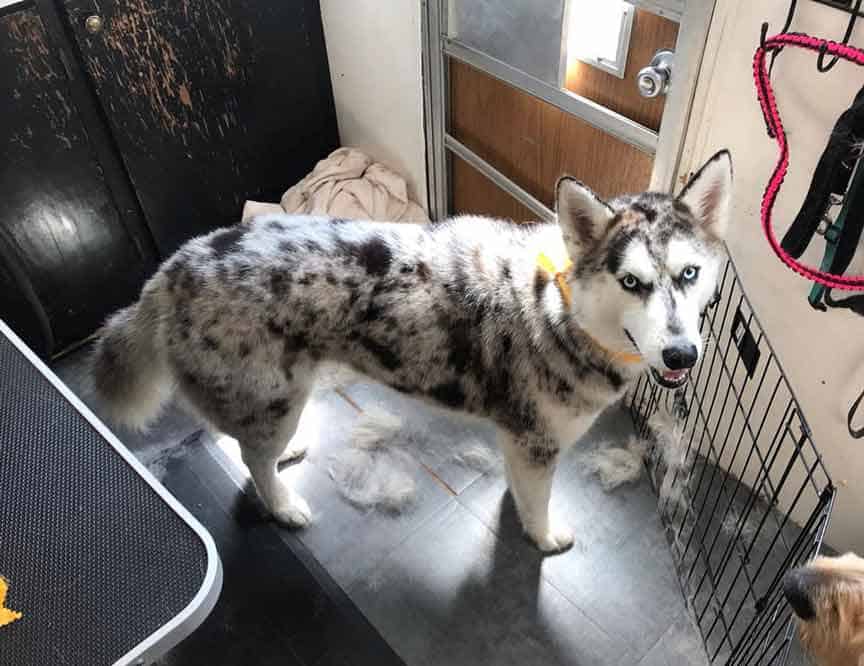 Merle husky merle husky wearing yellow colar shedding