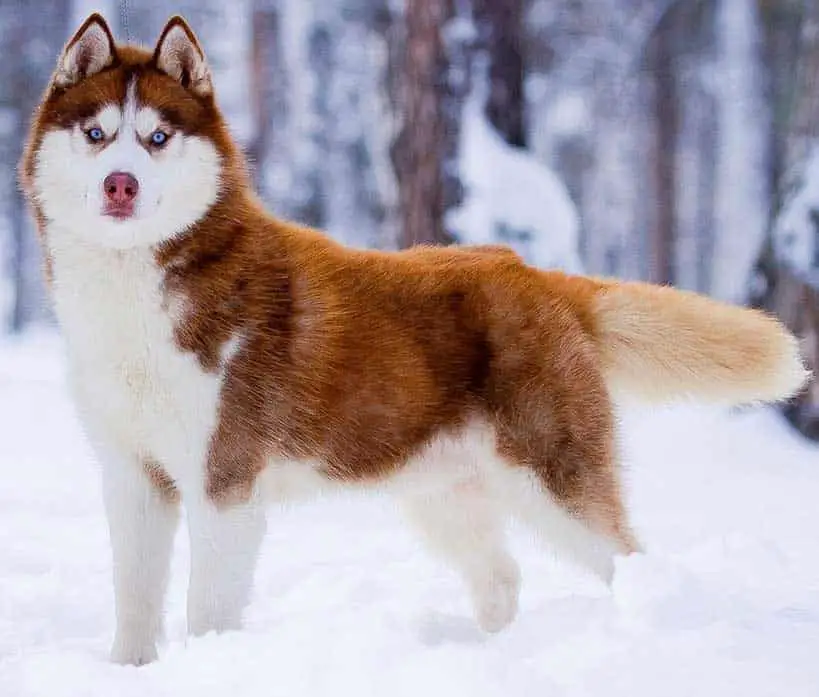Red husky with white undercoat in snow