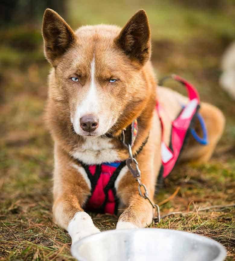 Red-husky-wearing-harness Red copper husky wearing harness
