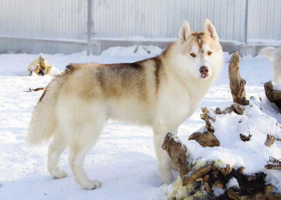 Sable husky Sable colored husky outside winter time
