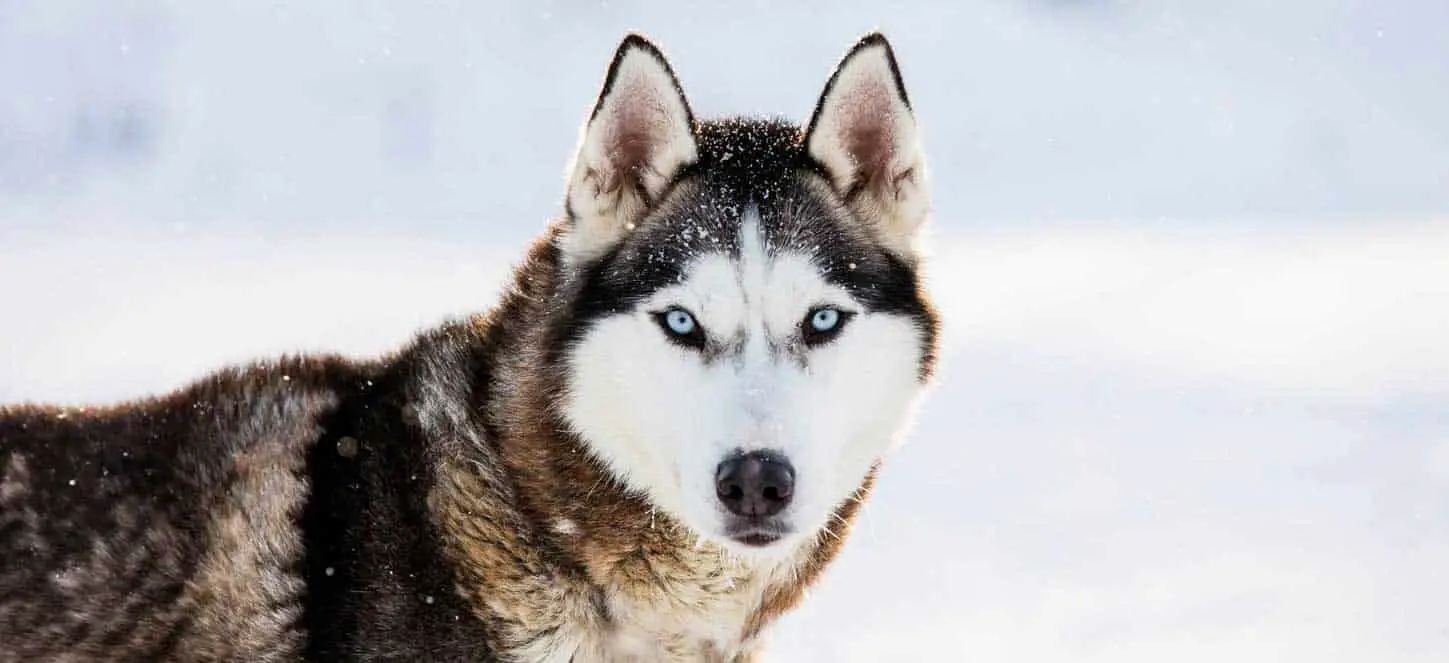 Black tan and white husky with blue eyes