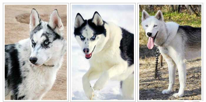 Unigue-husky-coat-markings merle, piebald and splash coat husky markings and pattern