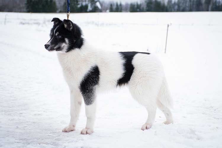 Pinto piebald husky white and black pinto husky in snow