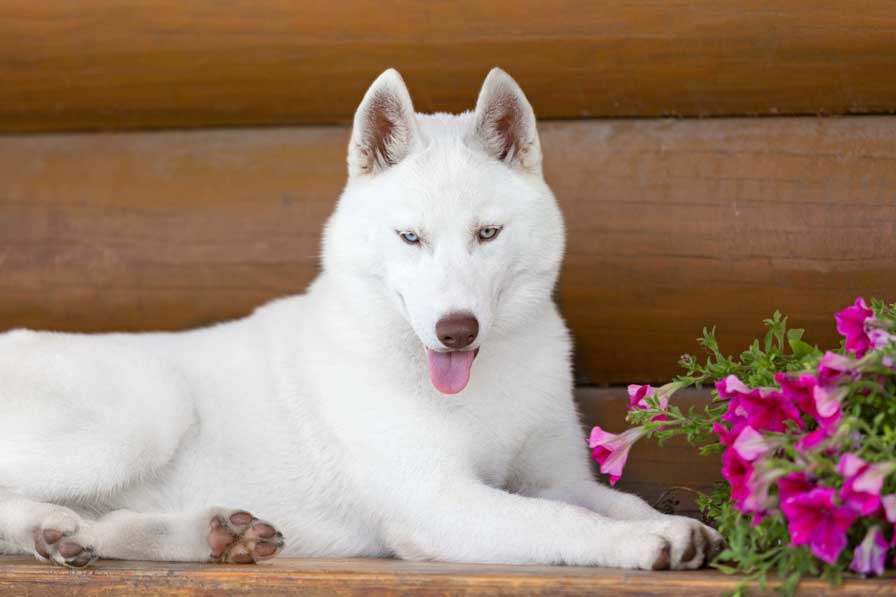 White husky white husky resting next to the flowers