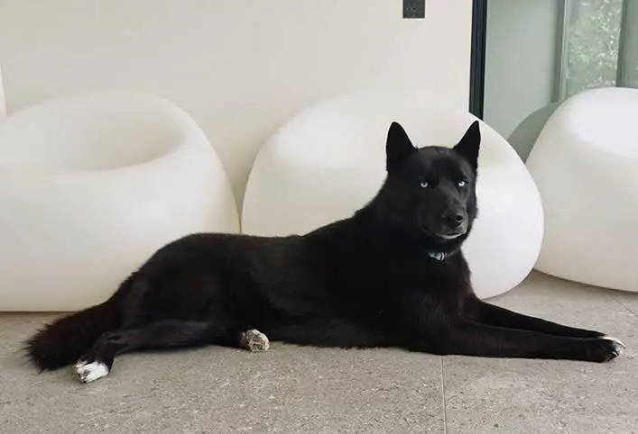 Jet black husky with white paws resting in the living room