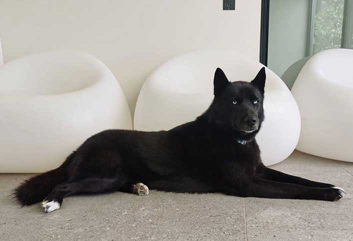 black husky Jet black husky with white paws resting in the living room