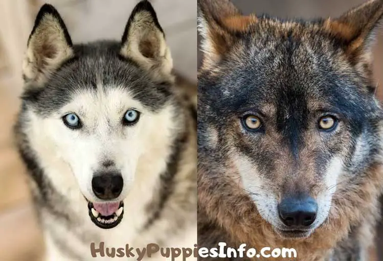 Siberian husky with blue eyes and wolf with ember eyes comparison collage