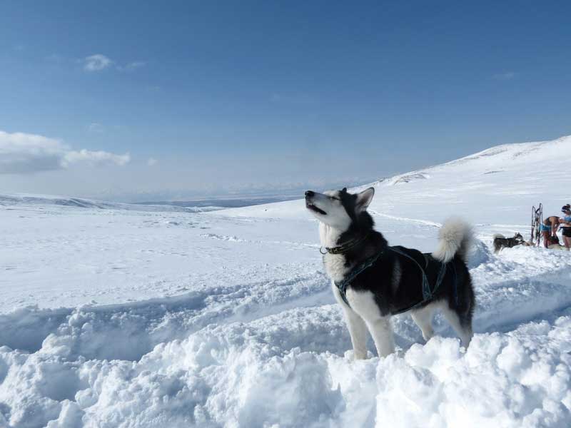 husky in snow looking up