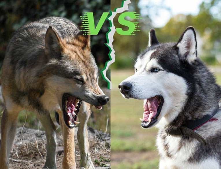 Wolf vs Husky wolf and husky facing each other with open mouth