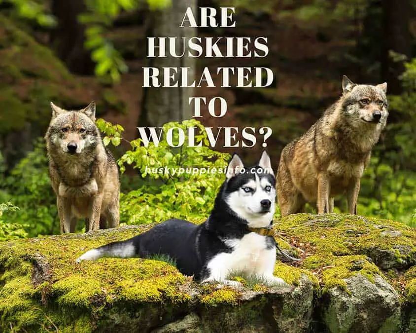 Siberian Husky sitting on the rock in between two wolves