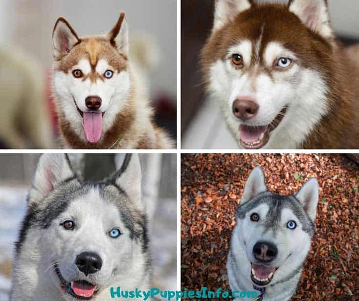 collage of four huskies with two different eye colors