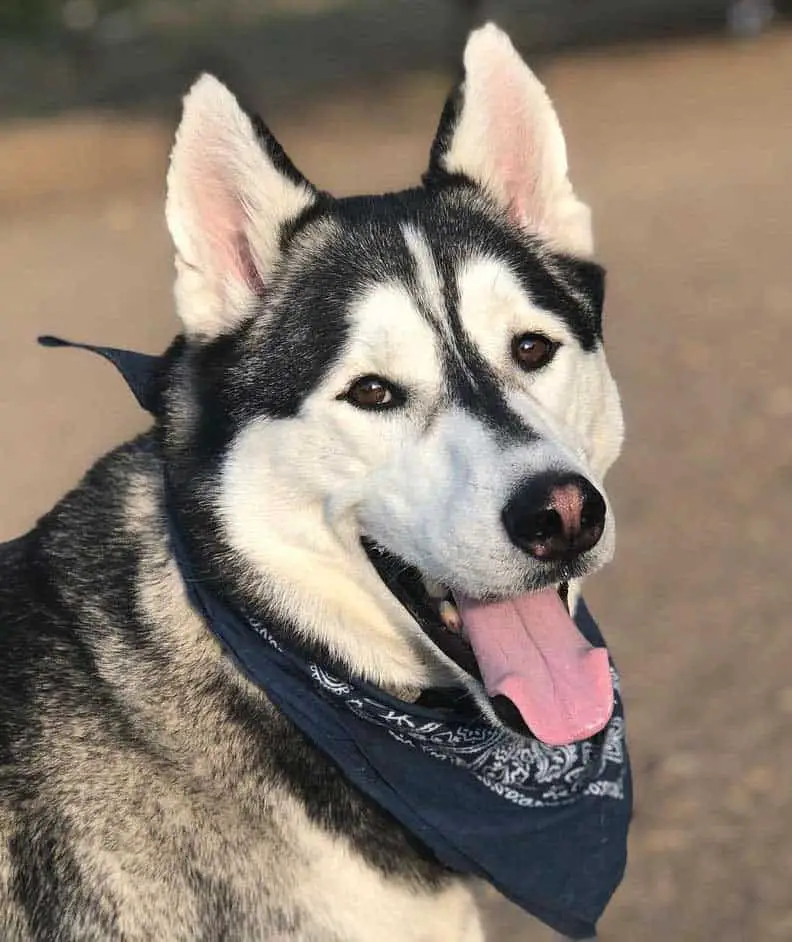 Black and white husky with dark brown eyes