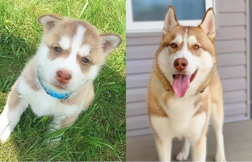 collage showing brown coat husky puppy with blue eyes on the left and the same husky as an adult with brown eyes on the right
