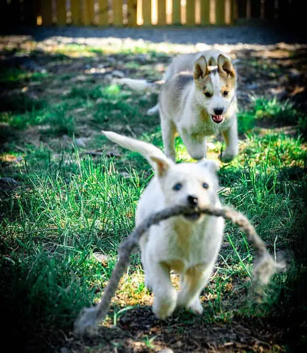 Two husky puppies running and playing with each other