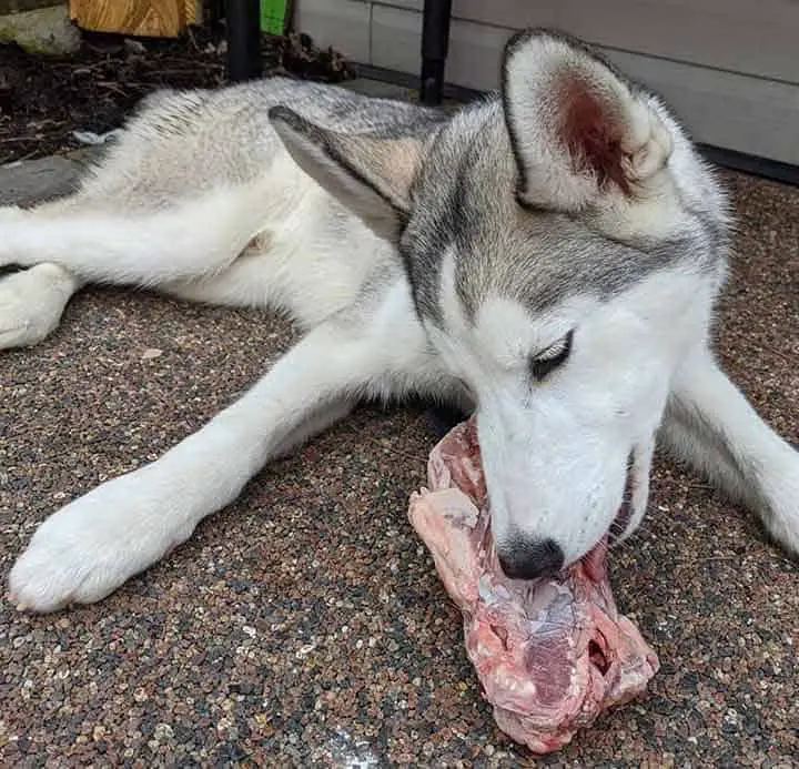 Siberian Husky eating raw duck carcass