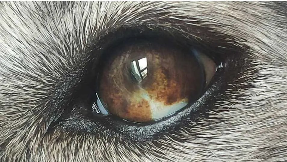 half blue and half brown husky eye zoomed in