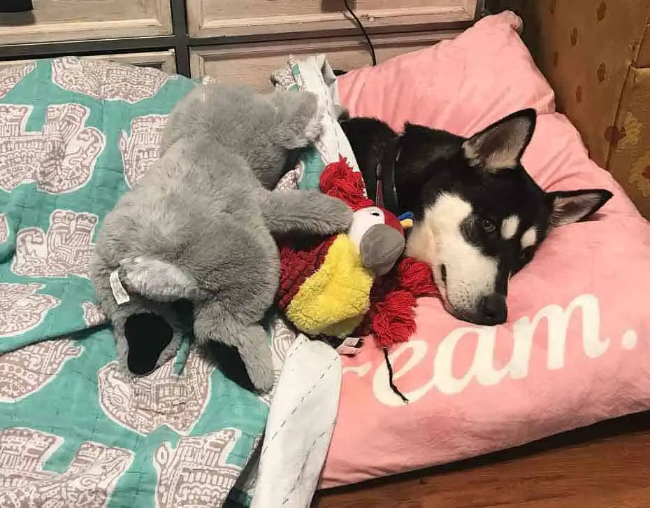 Husky dog in bed covered with blanket and surrounded by toys