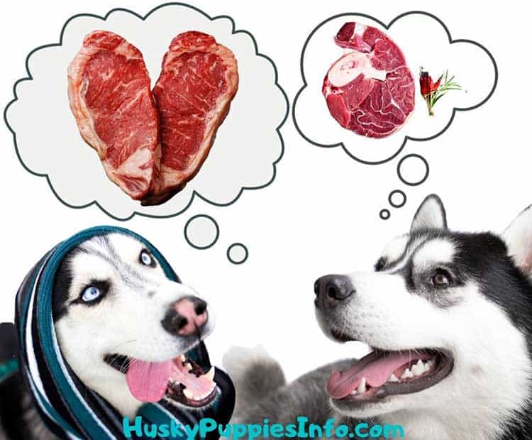 Two Siberian Huskies thinkung about raw meat