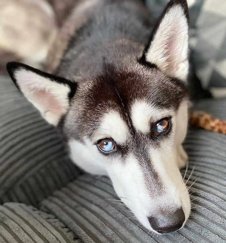 black and white husky with both eyes parti colored