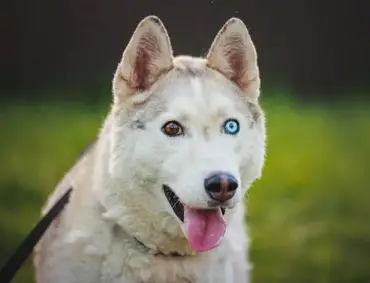 Husky Eye Color The Complete Guide