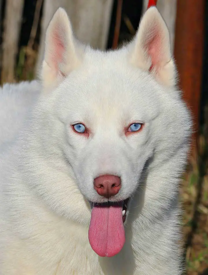 White husky with blue eyes 
