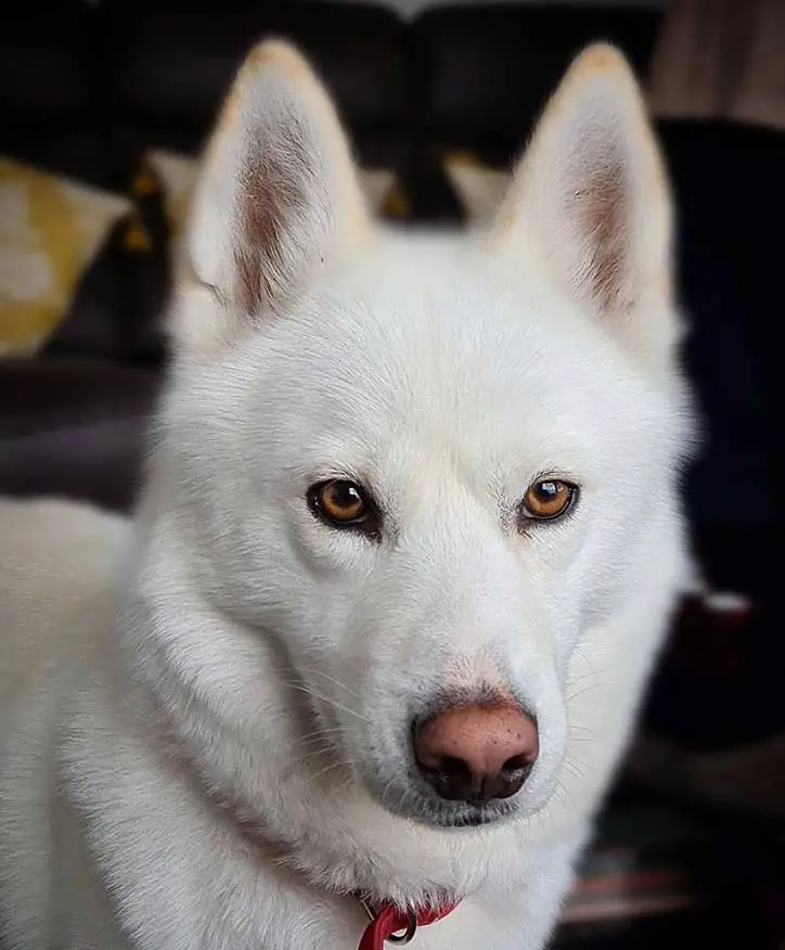 white husky with brown eyes