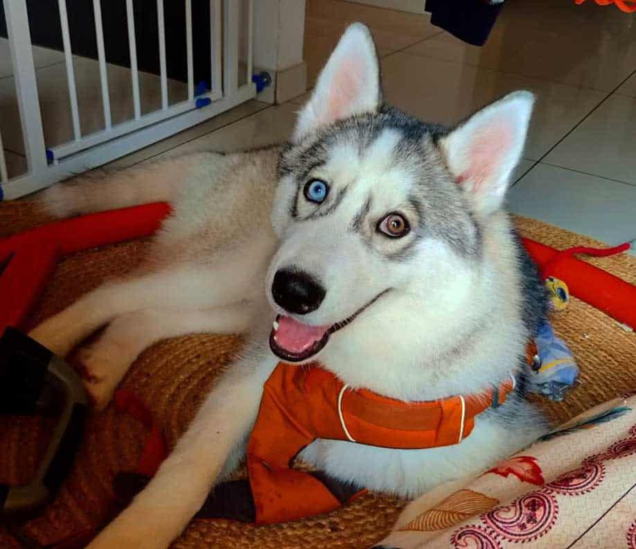 bi eyed husky wearing red harness resting on the floor