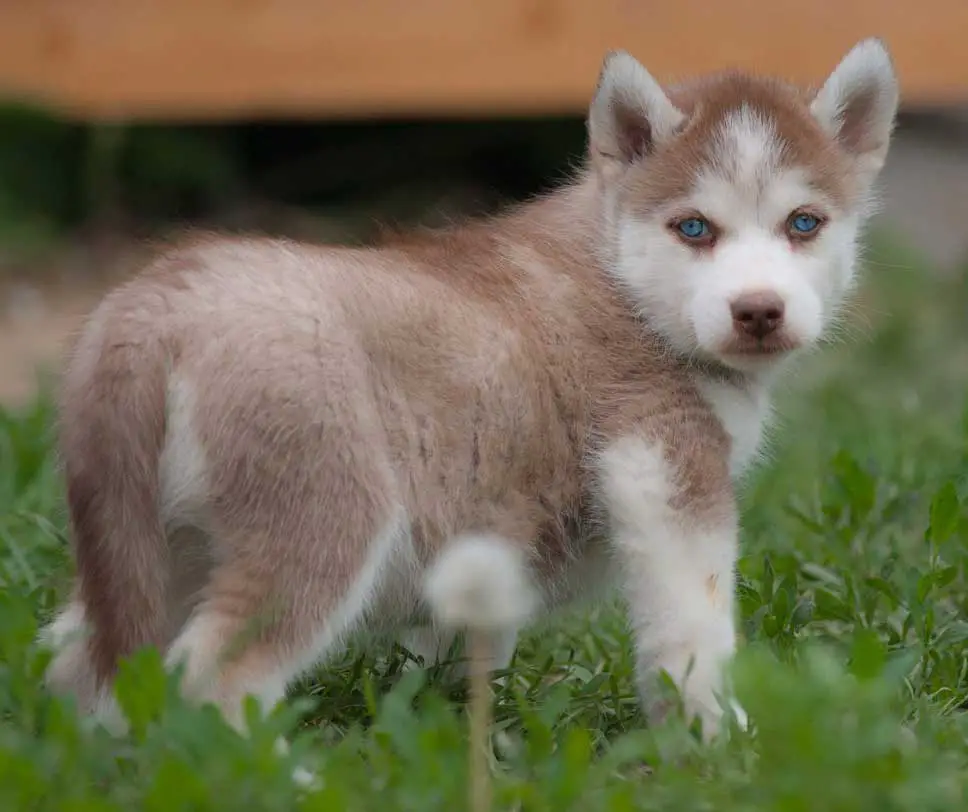 brown husky puppy with blue eyes walking in nature