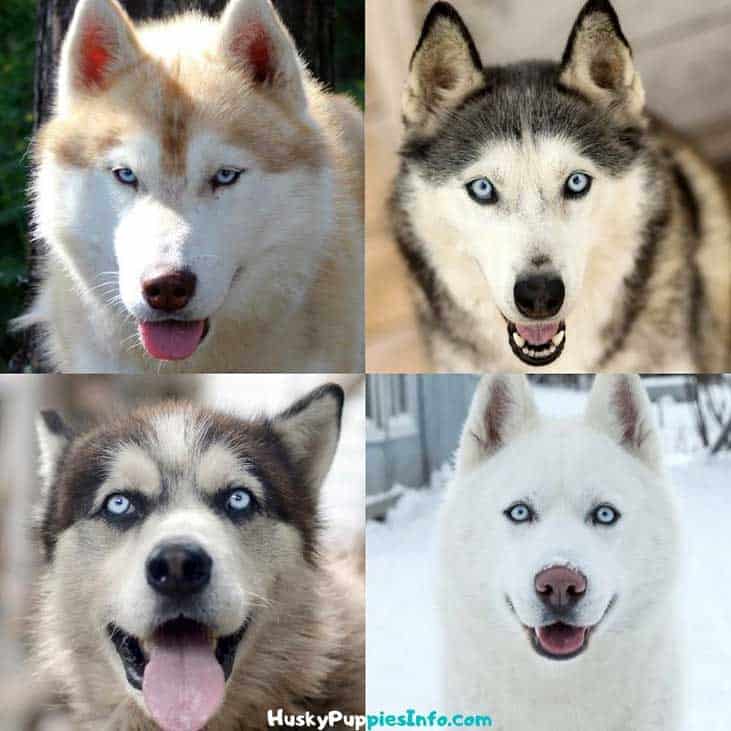 collage from four huskies with blue eyes