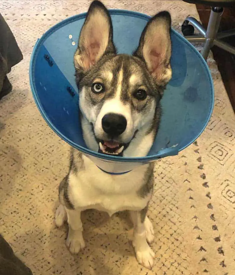 bieyed husky wearing blue cone