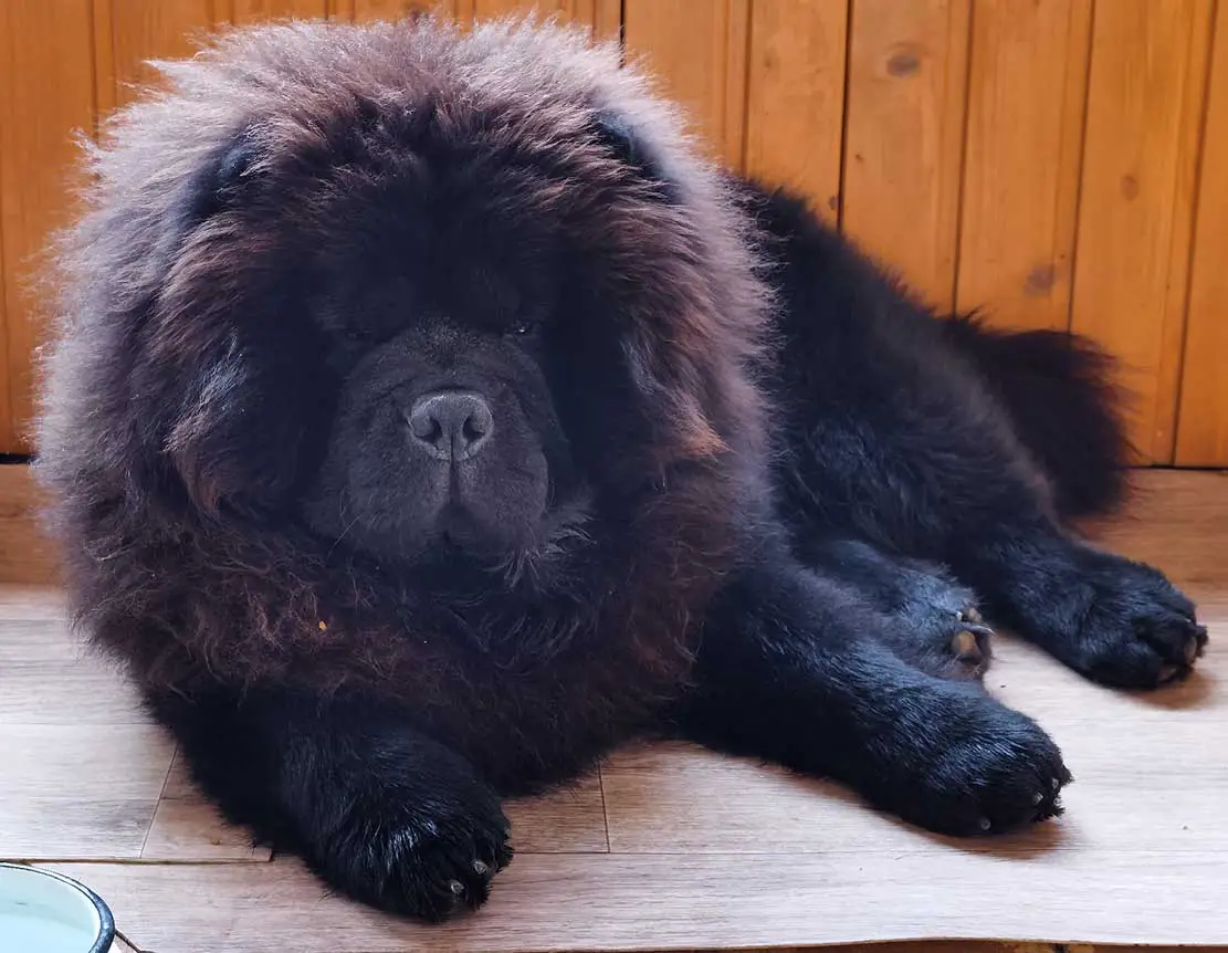 Black-chow-chow Black fluffy chow chow resting on the floor