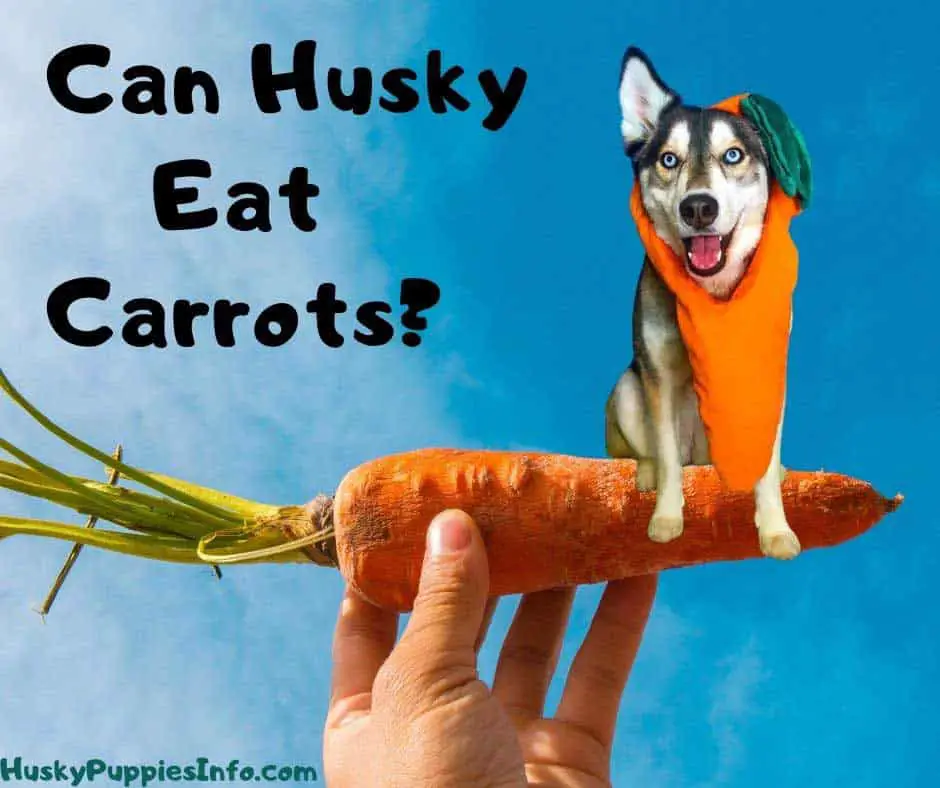 Husky dog on top of big carrot