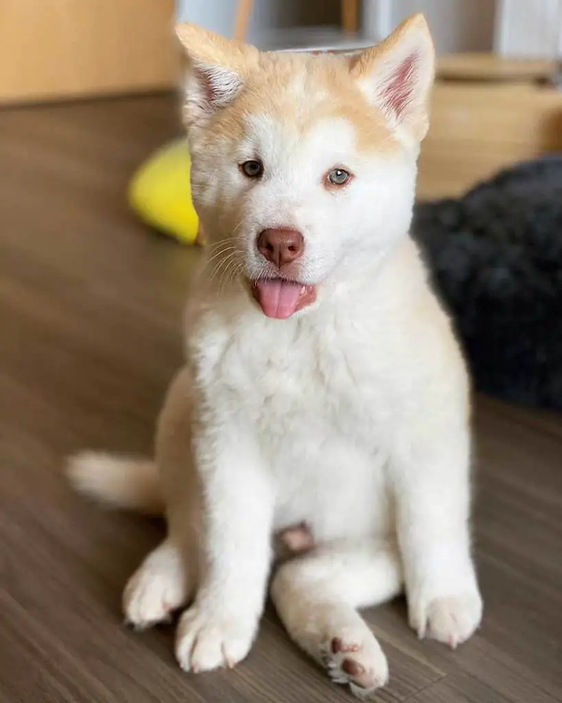 Chow Chow Husky Mix Breed Guide (Price, Size, & More) Husky Puppies Info