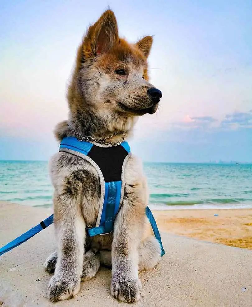 Chowski cream color chow chow husky mix puppy wearing blue harness sitting on the beach