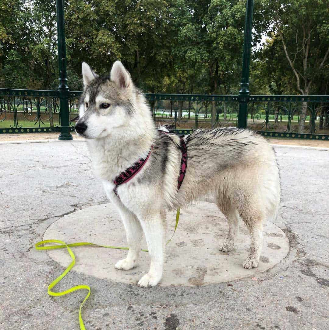 Miniature Siberian Husky (Prices, Breeders & More)
