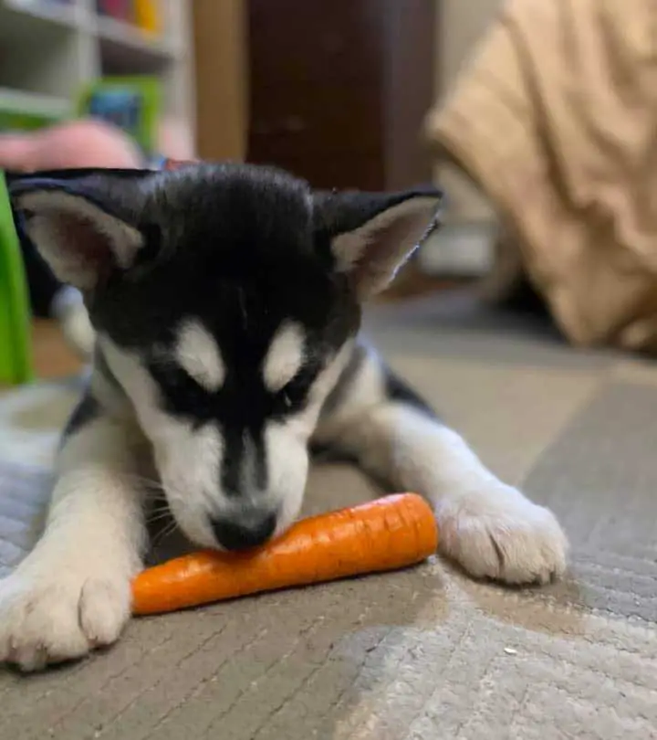Black and white husky puppy sniffing raw carrot