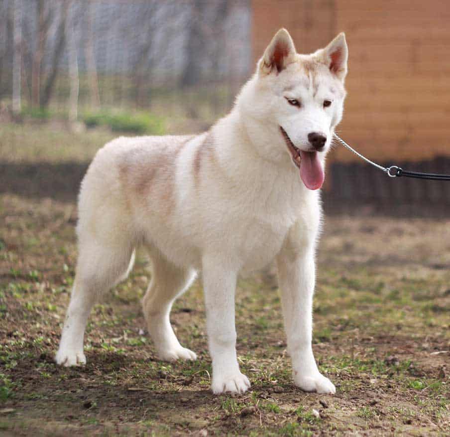 Light-yellow-husky sable siberian husky at the yard